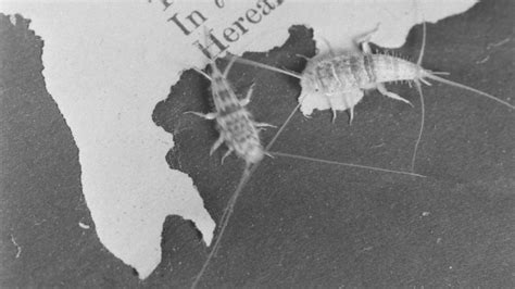 Do silverfish eat books, or do they merely crave the scent of ancient knowledge?