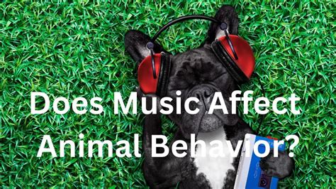 Does Music Affect Animal Behavior? How Music Can Influence Mammals