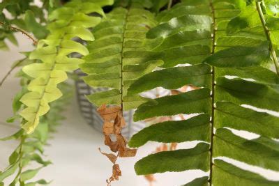 Why Do Ferns Dance, and What Lures Us Into Their Mystic World?